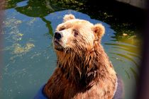 Grizzly Bear von Bianca Baker