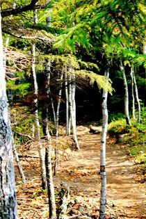 Forest in Acadia National Park von Bianca Baker