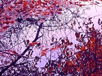 Herbstlich abstrakter Se(h)eblick von Heidrun Carola Herrmann