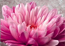 Pink Chrysanthemum von John Biggadike