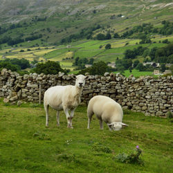 P1000514-dales-sheep-crop-2-crop-final