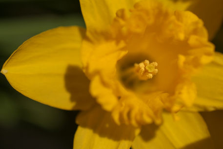 Daffodils-in-march-04