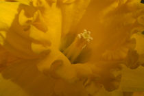 Bright Yellow Daffodil von serenityphotography