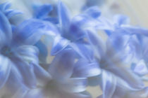 Blue Blossoms by Michael Schickert