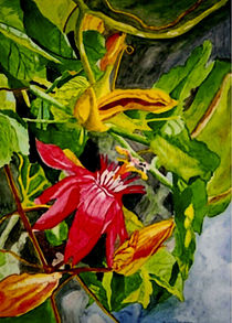 Passion flower von Marie Luise Strohmenger
