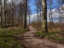 Stehag Forest Path 1  von Sarah Osterman