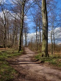 Stehag Forest Path 2  von Sarah Osterman
