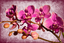 Purple Orchid von Milena Ilieva