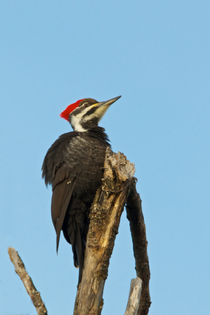 Great Woodpecker by grimauxjordan