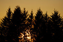 Pine Sunset von grimauxjordan