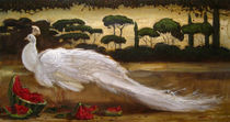 white peacock  von Aleksei Shatunov