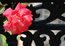 Iron Gate Rose by Rozalia Toth