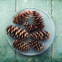 pine cones by Priska  Wettstein