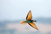 Bee Eater in flight  by Cliff  Norton
