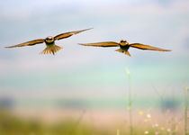 Bee Eaters in flight