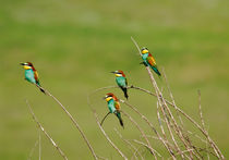 Bee Eaters in  summer meadow by Cliff  Norton