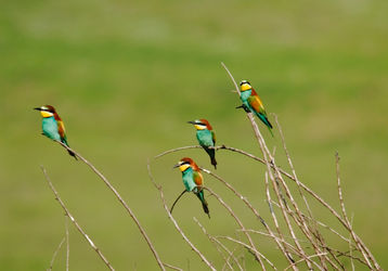 Bee-eater-10