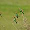 Bee-eater-10