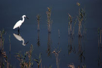 Egret reflection  by Cliff  Norton