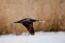 Cormorant in flight  by Cliff  Norton