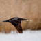 Cormorant-in-flight-101