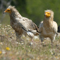 Egyptian Vultures in meadow by Cliff  Norton