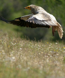 Egyptian Vulture in flight by Cliff  Norton