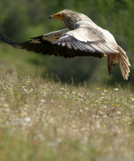 Egyptian-vulture-flight-60