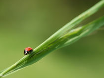 Ladybird on leaf by Cliff  Norton