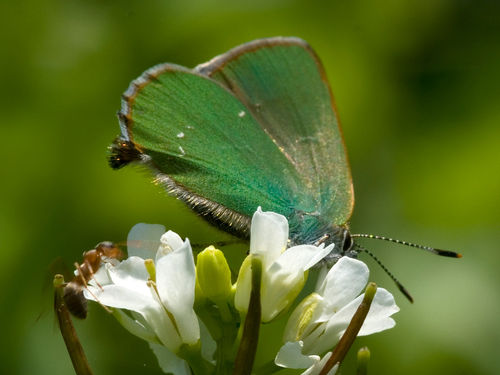 Close-up-green-hairstreak-butterfly-on-flower-the-holy-trinity-monastery-034