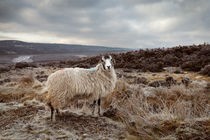 North York Moors Sheep by Martin Williams