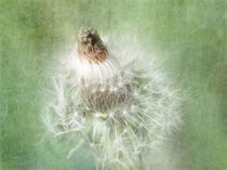dandelion with cap by Franziska Rullert