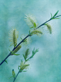 willow catkins by Priska  Wettstein