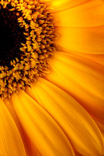 Sun Burst - Sunflower von Martin Williams