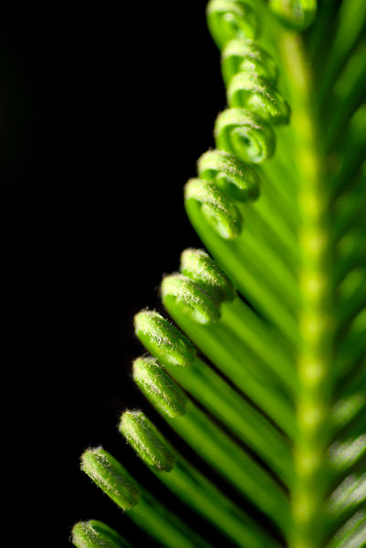 Palm-frond