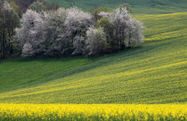 Frühlingsfelder von Wolfgang Dufner