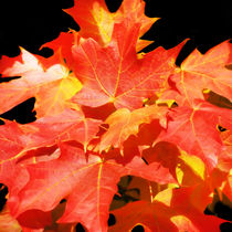 Colorful Fall Leaves von Mary Lane