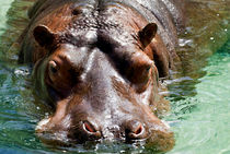 Hippo von Mary Lane