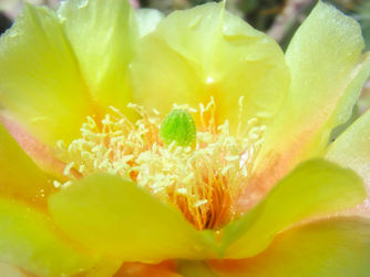 Yellow-prickly-pear-copy