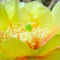 Yellow-prickly-pear-copy