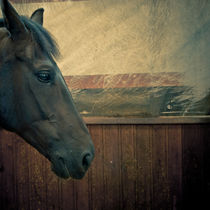 Portrait of a Horse by Lars Hallstrom