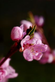 Pfirsichblüte von tinadefortunata