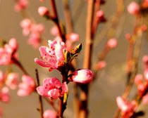 Pfirsichblüten  von tinadefortunata