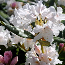 Rhododendron von tinadefortunata