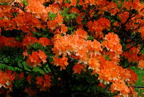 Rhododendren by tinadefortunata