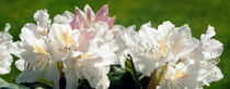 Rhododendron by tinadefortunata