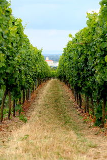Vineyards, Germany by Bianca Baker