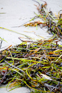 Seaweed, Atlantic Ocean von Bianca Baker