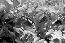 Botanical Gardens Black & White von Bianca Baker