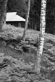 Latvian Forest von Bianca Baker